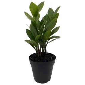 ZZ Plant 4" Growpot